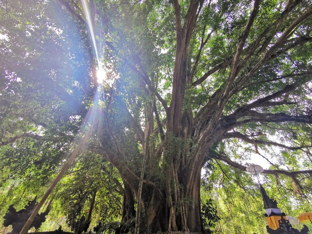 The big tree in Ubud | Lombok Bali Sightseeing Tour Guide | KUBA JAPAN