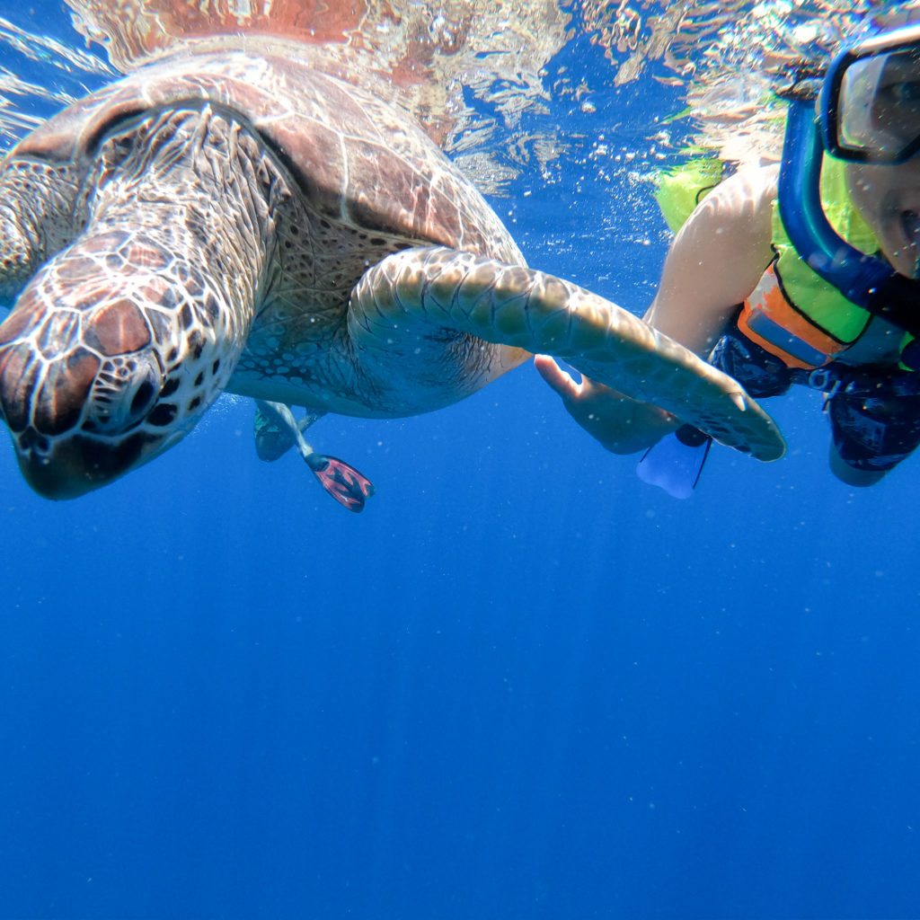 Snorkeling With Sea Turtles Lombok Bali Sightseeing Tour Guide KUBA