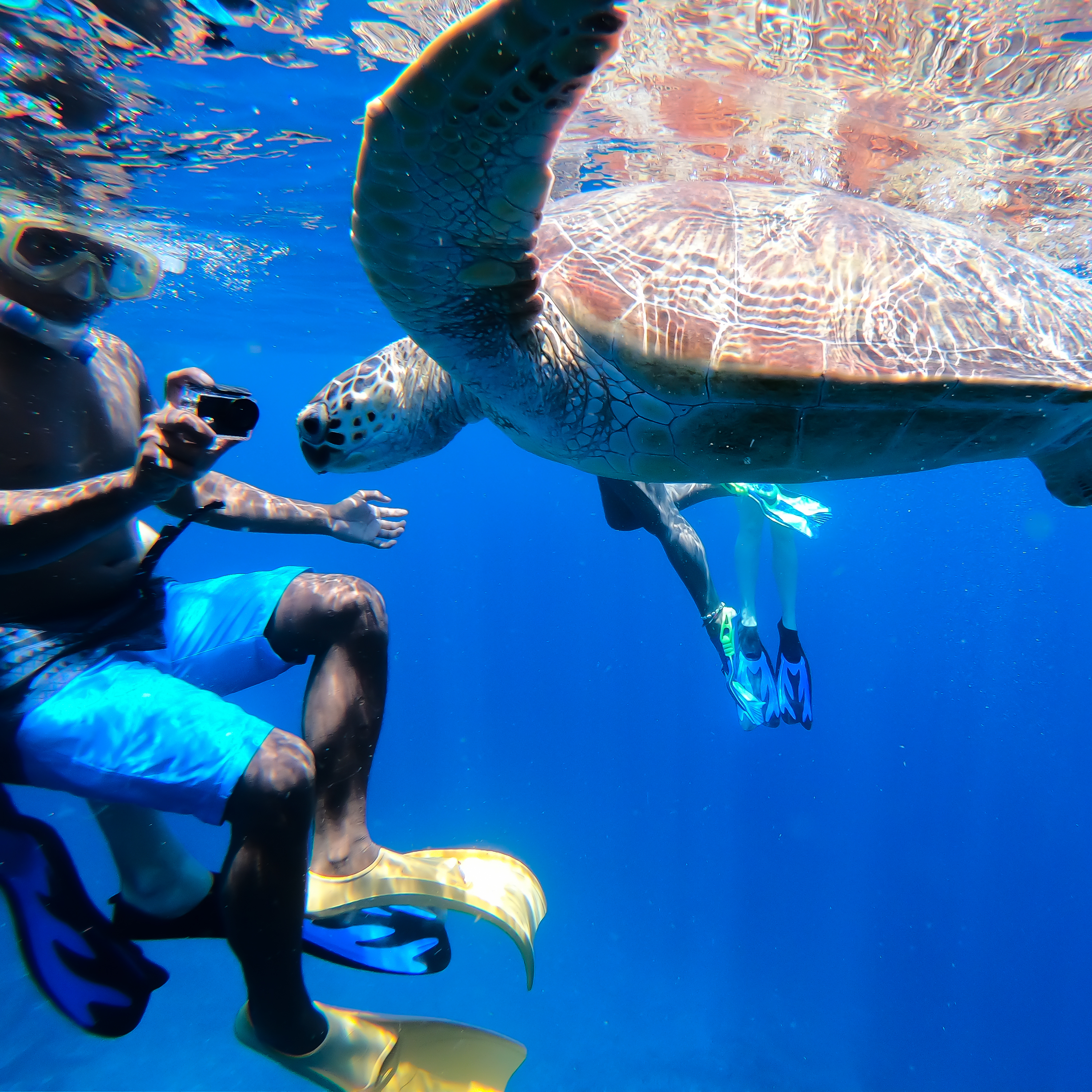 Swim with sea turtles | Lombok Bali Sightseeing Tour Guide | KUBA JAPAN