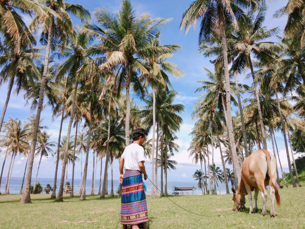 Lots of coconuts trees Lombok Bali Sightseeing Tour Guide KUBA JAPAN